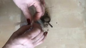 Как размножить георгины весной