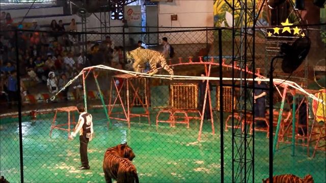 Шоу Тигров.  Тигровый зоопарк Сирача / Siracha Tiger Zoo (Тайланд) - 4