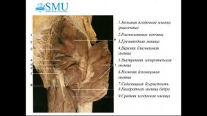 Видео лекция  Топография ягодичной области