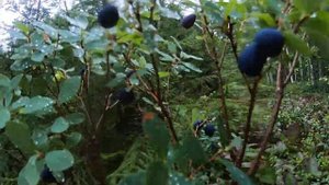 Где собирать чернику и голубику в Финляндии, черника и голубика,часть 3