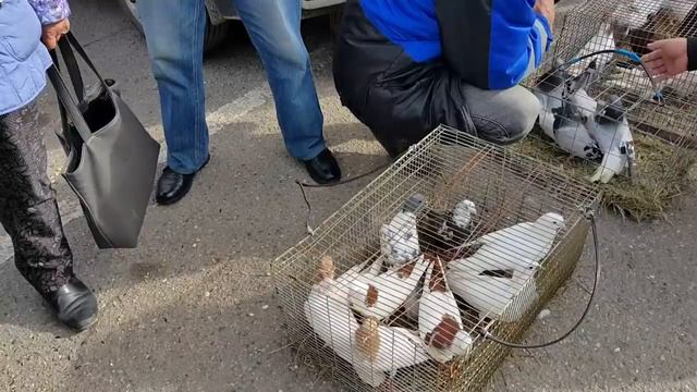 10.03.18 Выставка голубей Пятигорск часть вторая. Exhibition pigeons Pyatigorsk part two. смотреть онлайн