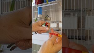 Как подстричь искривленный клюв у амадины гульда.