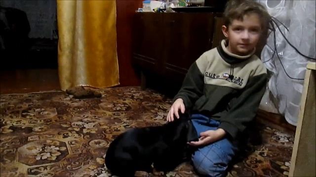 Щенок ТАКСА! //Наш НОВЫЙ Друг! смотреть онлайн