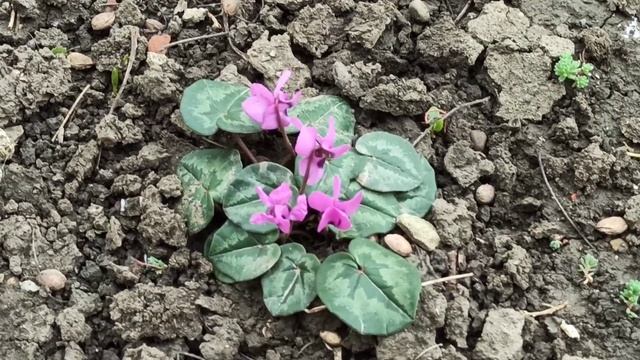 Первоцветы в моём саду. Крокусы, ирисы, примулы, морозники. смотреть онлайн