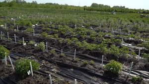 Полив пионов!