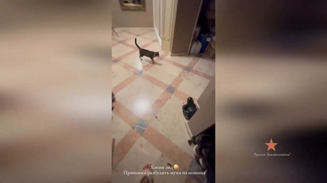 Ночные приключения Ольги Орловой в поисках кошки Сони!