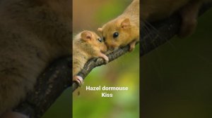 Hazel dormouse kiss Это мама - орешниковая соня и ее малыш) #shorts