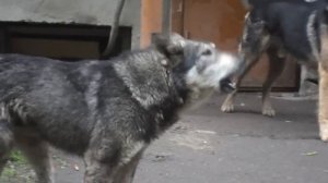 СОБАКИ ТРАХАЮТСЯ