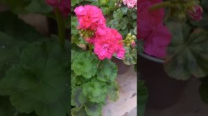 Шёлк Маркиза