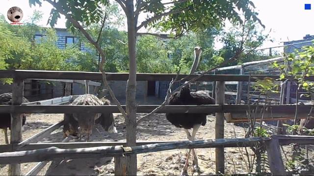 My Family at the ZOO English Lesson for Kids Семья в зоопарке на английском языке смотреть онлайн