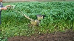 Валим горчицу мотоблоком. Сидераты