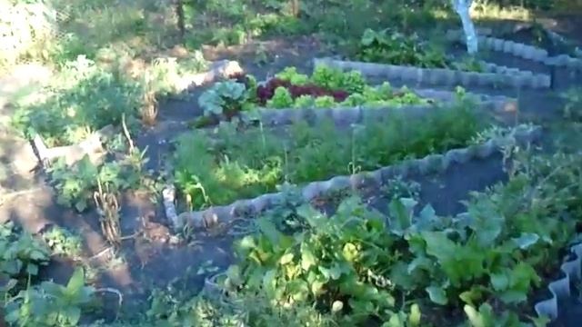 Наш огород или азы органического земледелия. Огород для ленивых.
