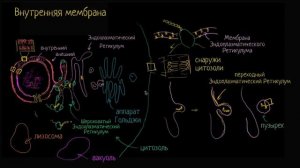 Эндомембранная система (видео 6)   Строение клетки   Биология.mp4