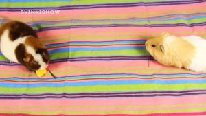 СКАЗКА про МОРСКИХ СВИНОК. Как АРНОЛЬД СТАЛ КОЗЛОМ