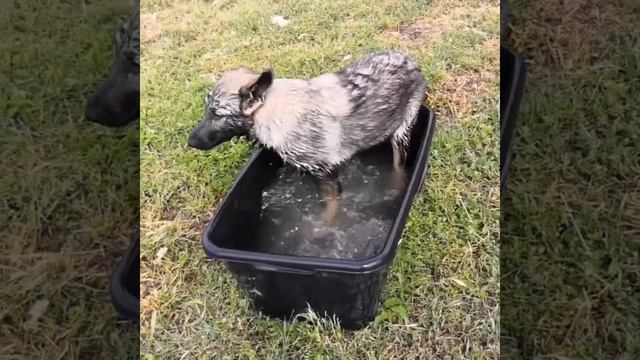 Щенок волкособ F3. (ВОЛК ~15%, ОВЧАРКА ~85%) смотреть онлайн