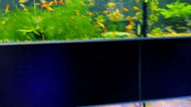 Аквариумные рыбки в зоомагазине. Супер магазин в Елгаве. смотреть онлайн