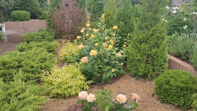 Розы Цикламен Пьер де Ронсар, Канделайт, Шерлок Холмс смотреть онлайн