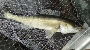 Рыбалка на Иртыше. Часть5. Судак на 5 кг-мой рекорд!!!