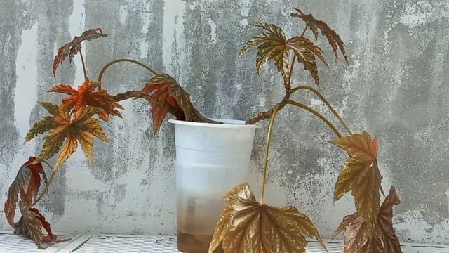 ?Обзор растений во дворе. Шанелька. Обзор коллекции цветов? смотреть онлайн