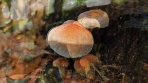 Hypholoma lateritium