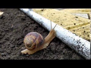 Краснодар-Абинск # В мире насекомых - Улитка штурмует подъем!