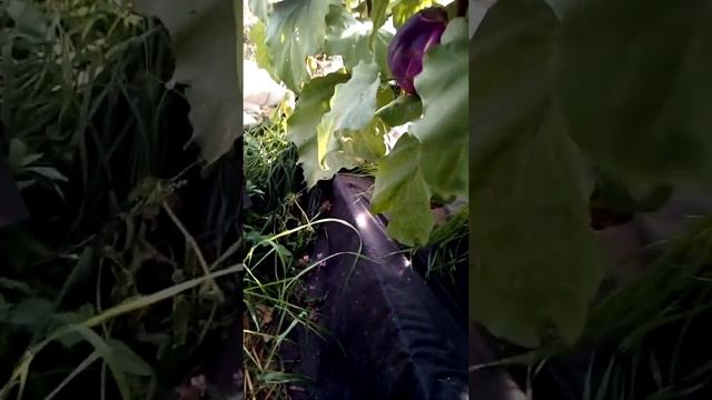 Купольная теплица с бассейном- рай для растений! смотреть онлайн