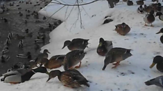 Утки. Февраль смотреть онлайн