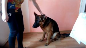 Как научить собаку команде голос