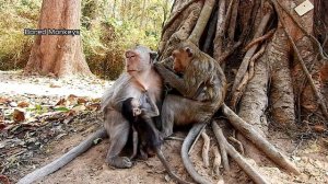 Poor baby Barbi screaming angry mom deny milk,Blacky mom start weaning process baby Barbi