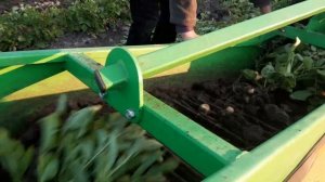 Урожайность картофеля сорт  ривьера. Копаем картошку.моем и пакуем.