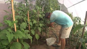 Теплица по Митлайдеру. Сбор урожая 2022. Первый сезон. Для начала неплохо.