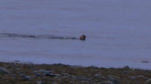 Кузрека часть 1. Пережидаем дожди