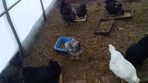 Как расщепились куры  "Доминанты"