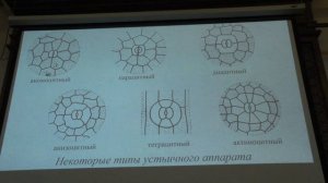 Зернов А. С. - Высшие растения - Меристемы, покровные ткани