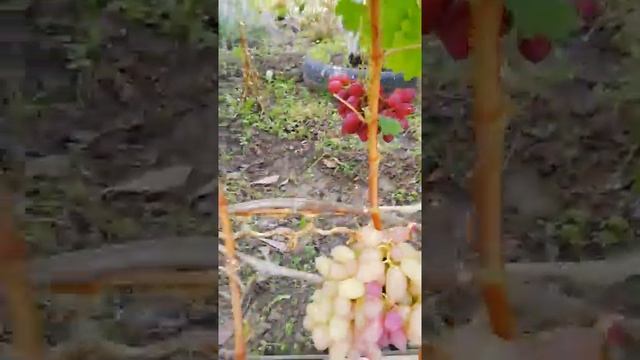 На винограднике Бортникова Юрия Владимировича