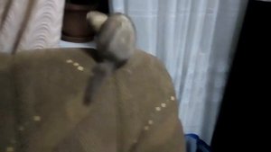 Воняют ли хорьки? Как избавиться от запаха!