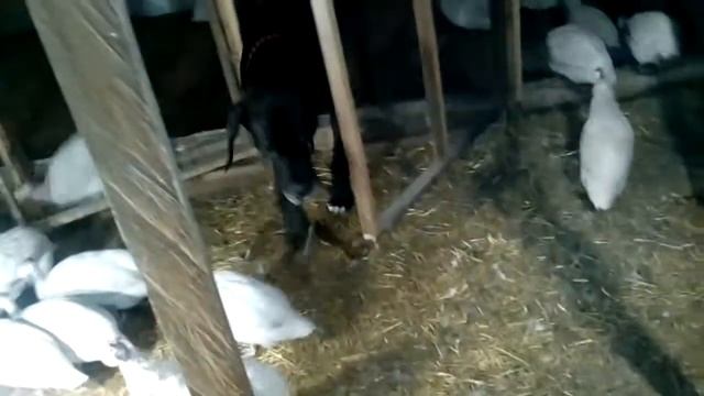 Волжские белые цесарки и Харитон