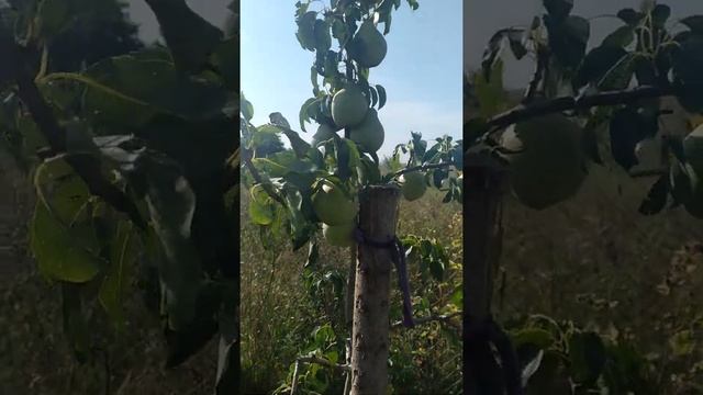 груша " Просто Мария", осенняя звезда белорусской селекции! смотреть онлайн
