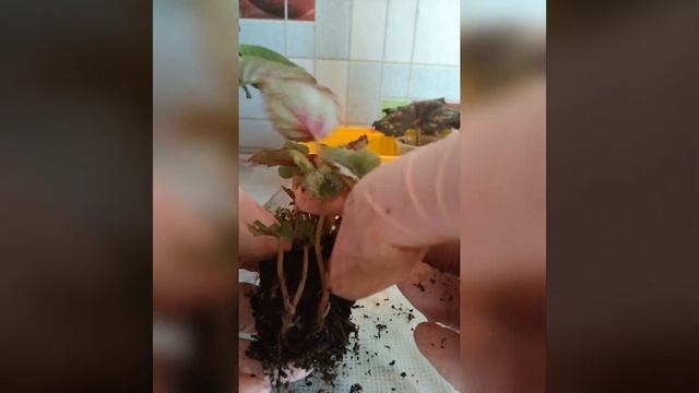 # 017 Бегония декоративнолиственная, посадка деток. Часть 1