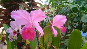 Cattleya trianae "Sangre de Toro". Каттлея "бычья кровь"