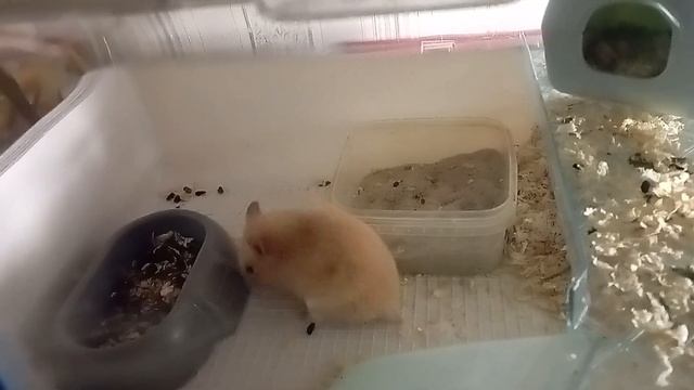 Вечер хомяка. Почему буянит? смотреть онлайн