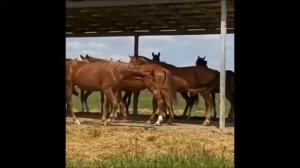 Конный завод Веедерн. Спортивные лошади Ганноверской породы