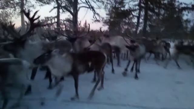 Ямал, северные домашние олени,оленеводство