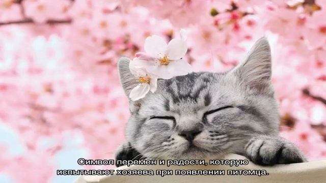 Японские имена для кошек: лучшие варианты кличек смотреть онлайн