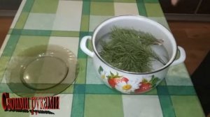 Отвар из еловых веток