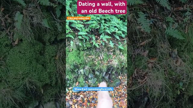 Dating a wall looking at ferns and Beech tree