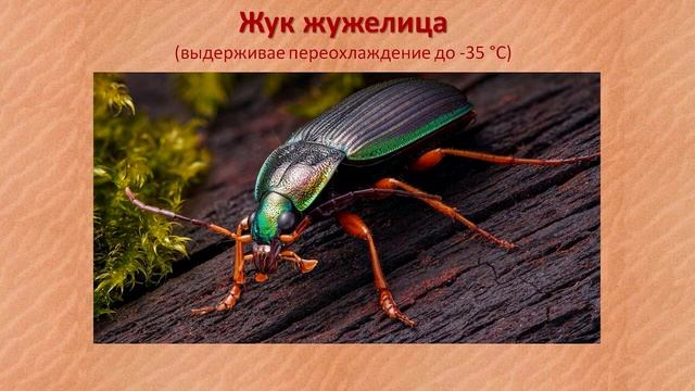 Температурные границы существования видов | Общая экология смотреть онлайн