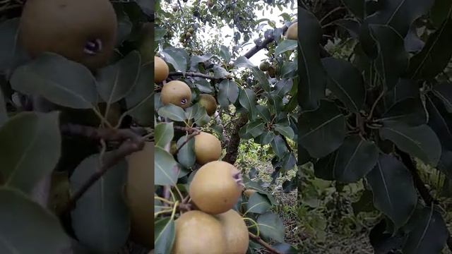 Груша Белорусская Поздняя.