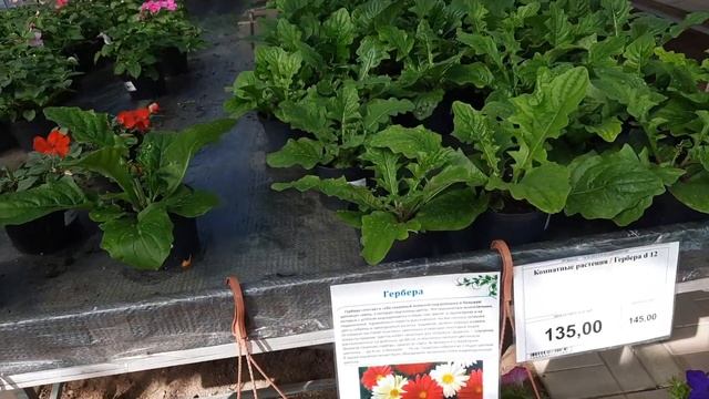 Тепличный комплекс Тоншаловский. Показываю рассаду овощную и цветочную, саженцы и хвойные. 05.05.22 смотреть онлайн