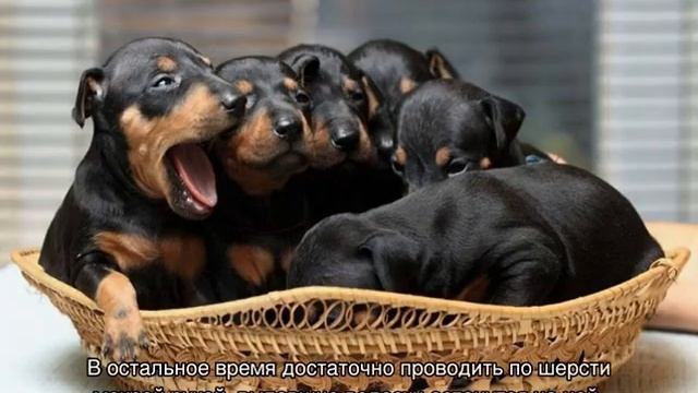 Манчестер-терьер: описание английской породы собак смотреть онлайн